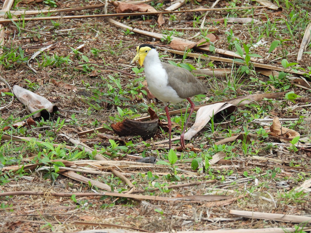 Masked Lapwing (Masked) - ML646221680