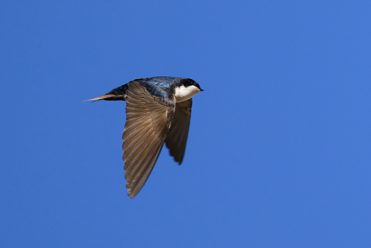 Blue-and-white Swallow - ML646221682