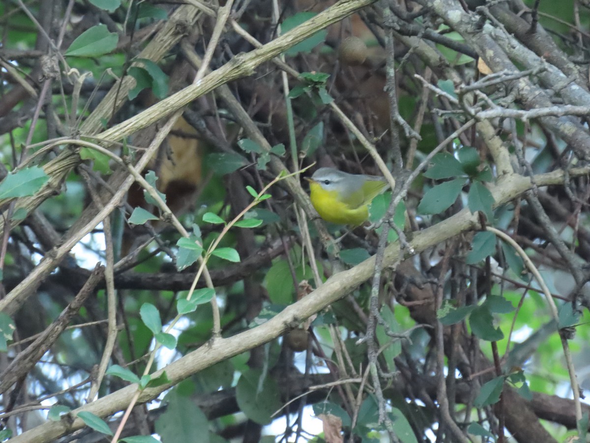 Gray-hooded Warbler - ML646221684