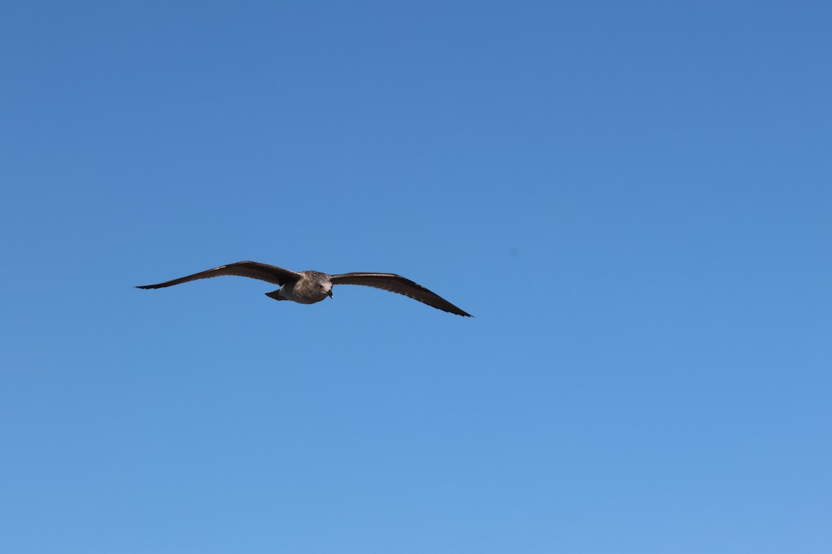 Heermann's Gull - ML646221685