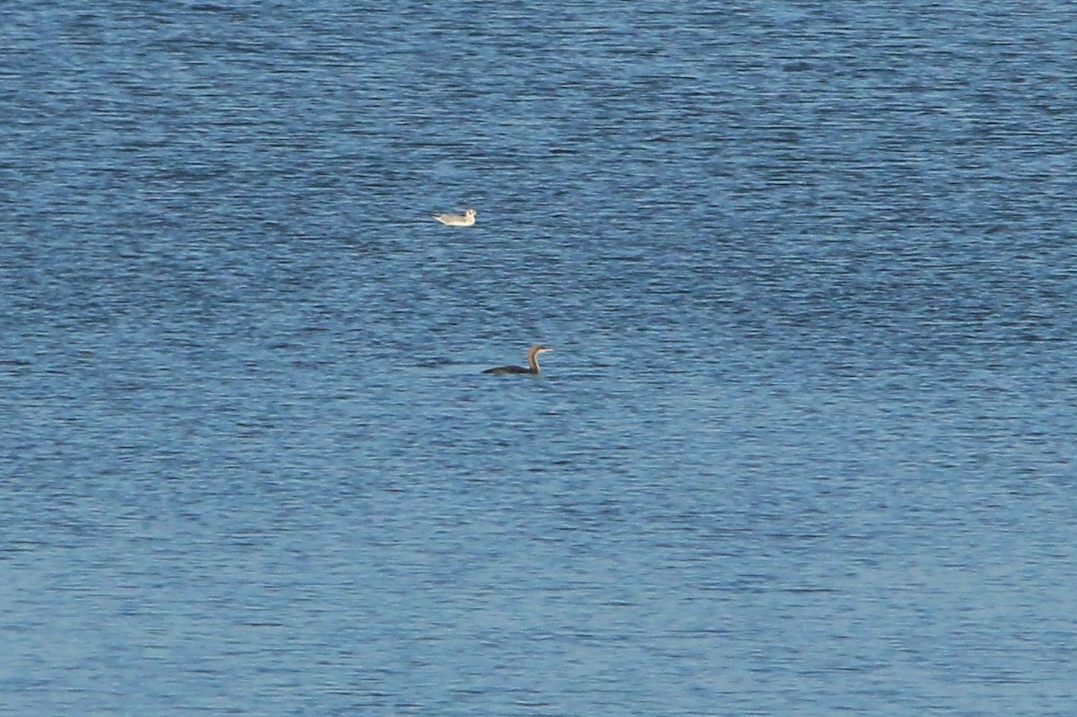 Pazifikoko aliota - ML646221686