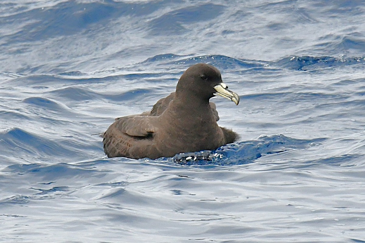 Beyaz Gıdılı Yelkovan - ML646221688