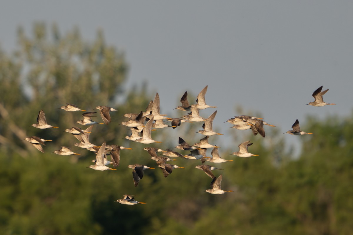 Lesser Yellowlegs - ML646221691