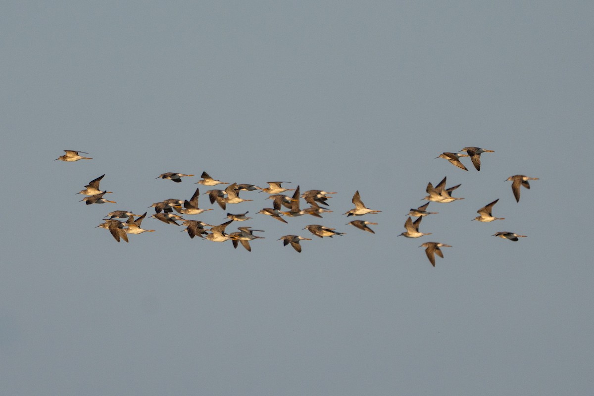 Lesser Yellowlegs - ML646221692