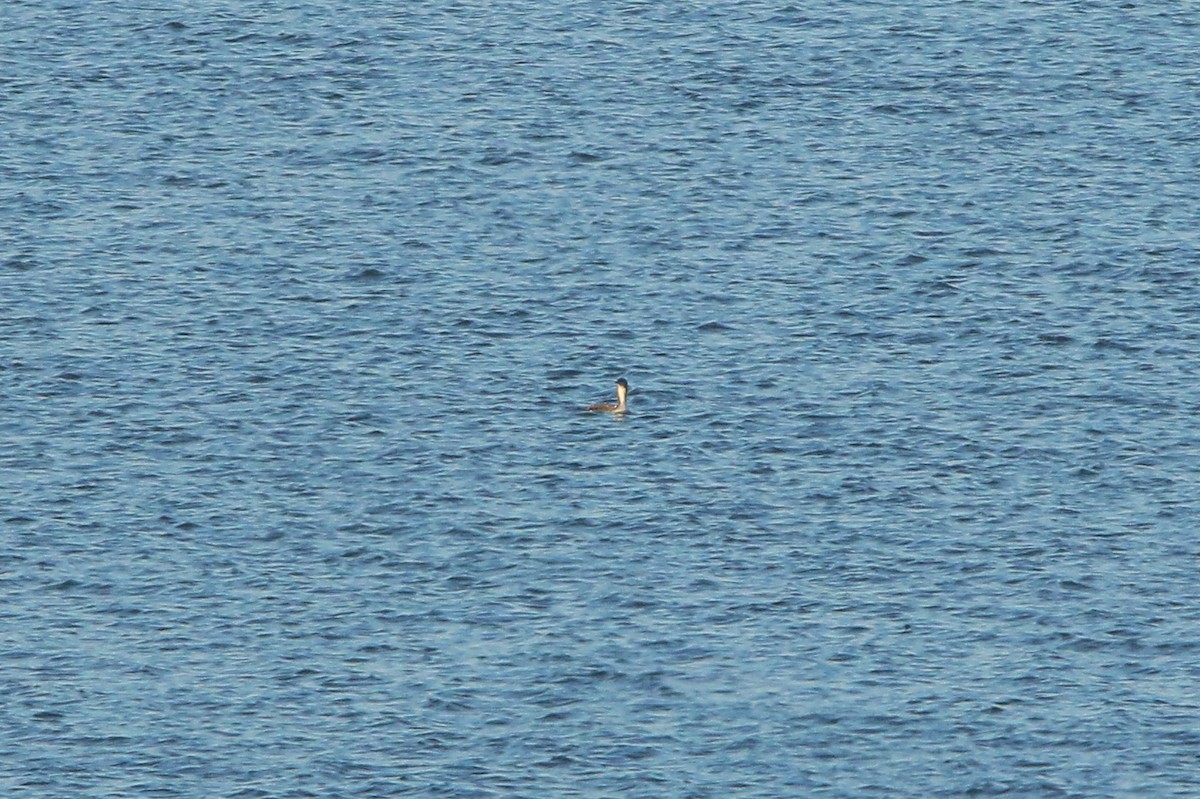 Pacific Loon - ML646221694