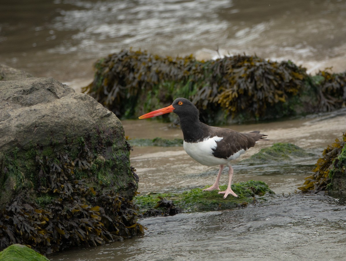 American Oystercatcher - ML646221695