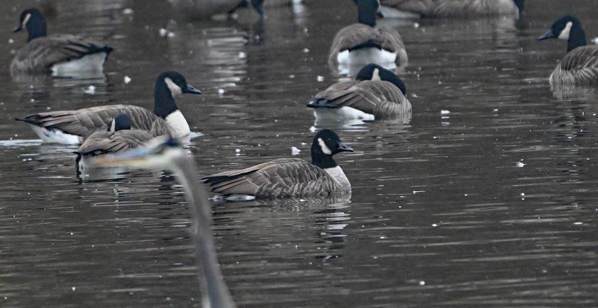 小加拿大雁 - ML646221696