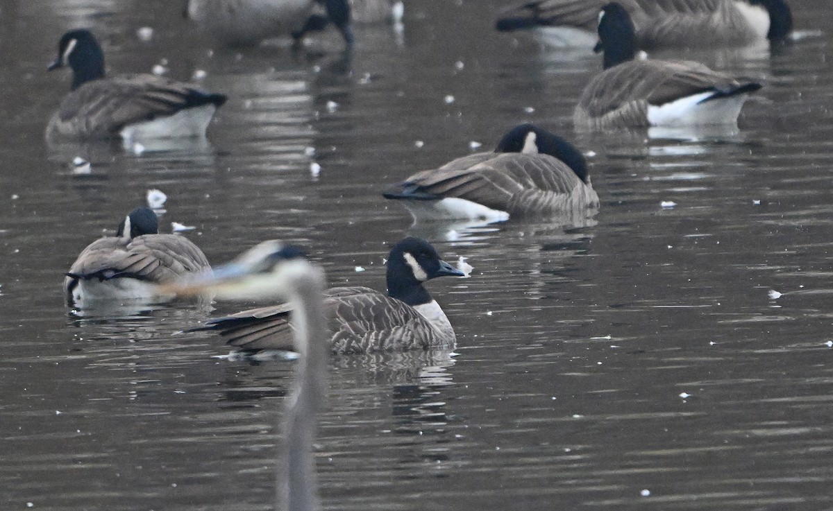 小加拿大雁 - ML646221697