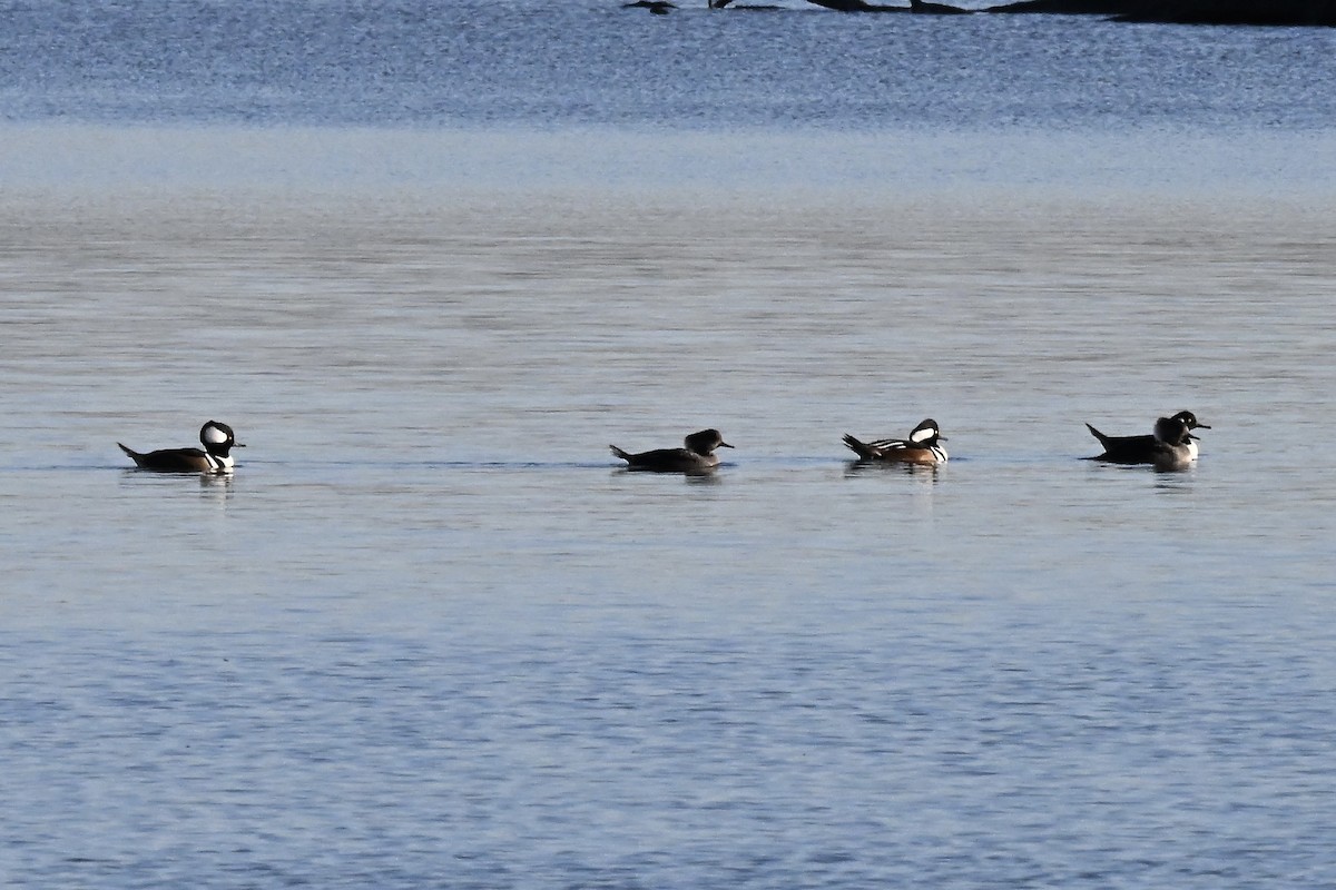 オウギアイサ - ML646221699