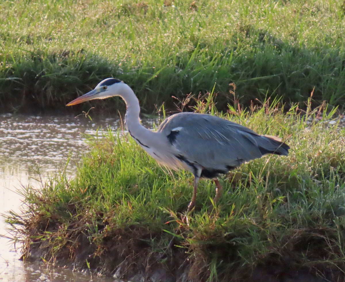 Gray Heron - ML646221702