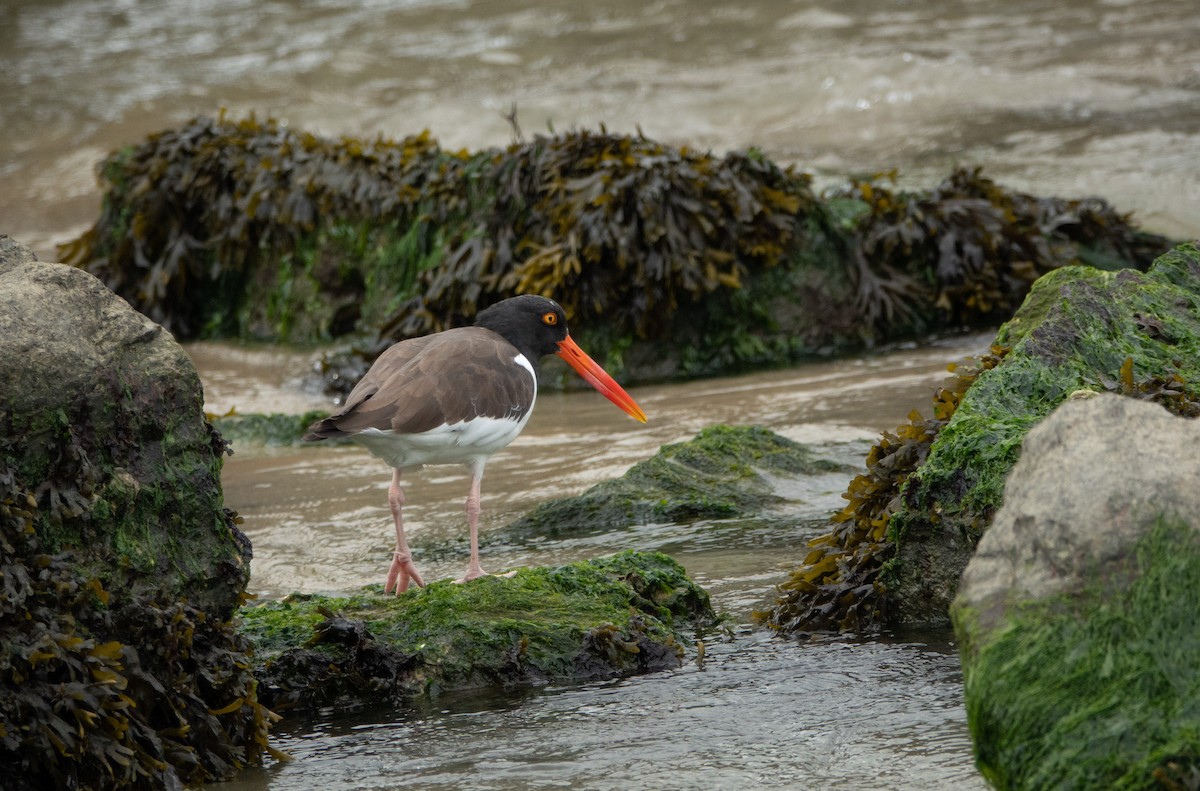 American Oystercatcher - ML646221703