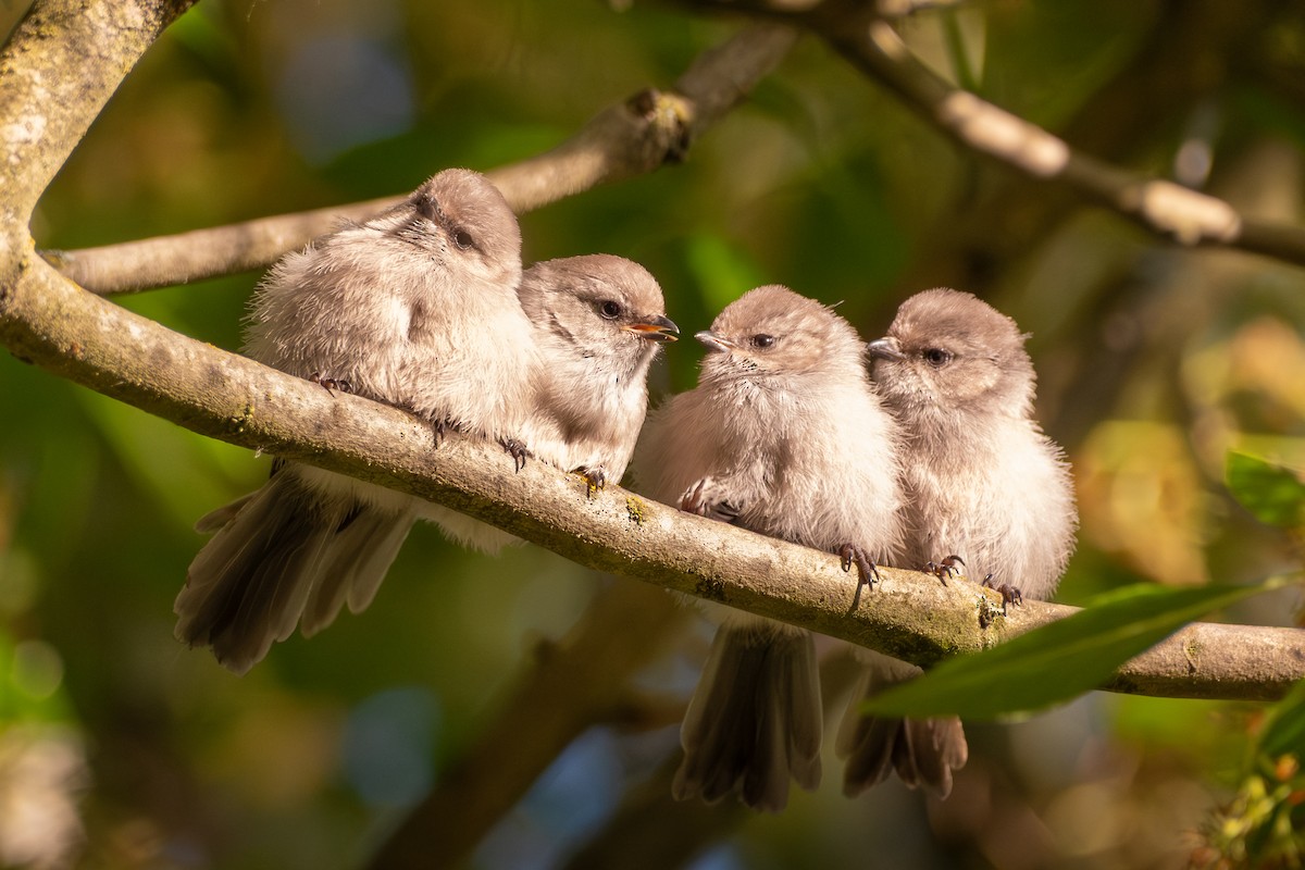 Bushtit - ML646221704