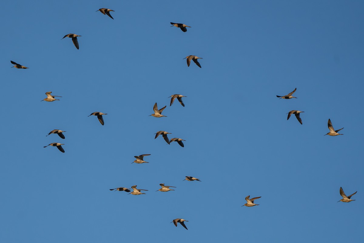 Stilt Sandpiper - ML646221707