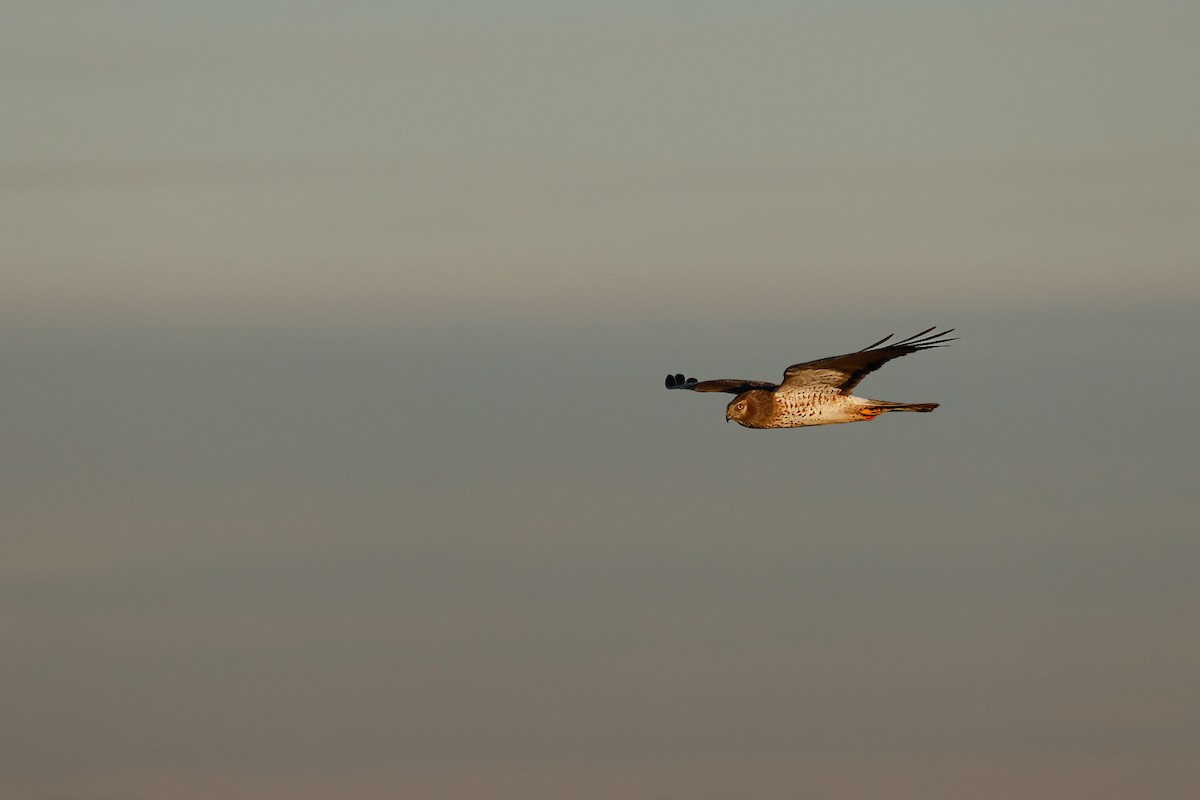 Northern Harrier - ML646221710