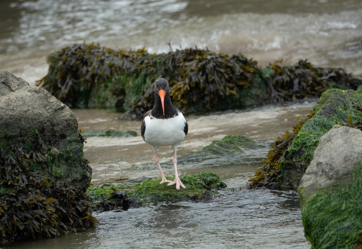 American Oystercatcher - ML646221712