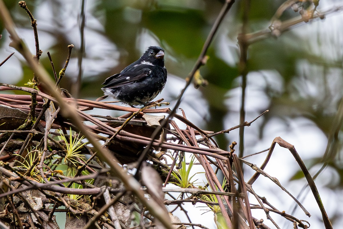 Variable Seedeater - ML646221713