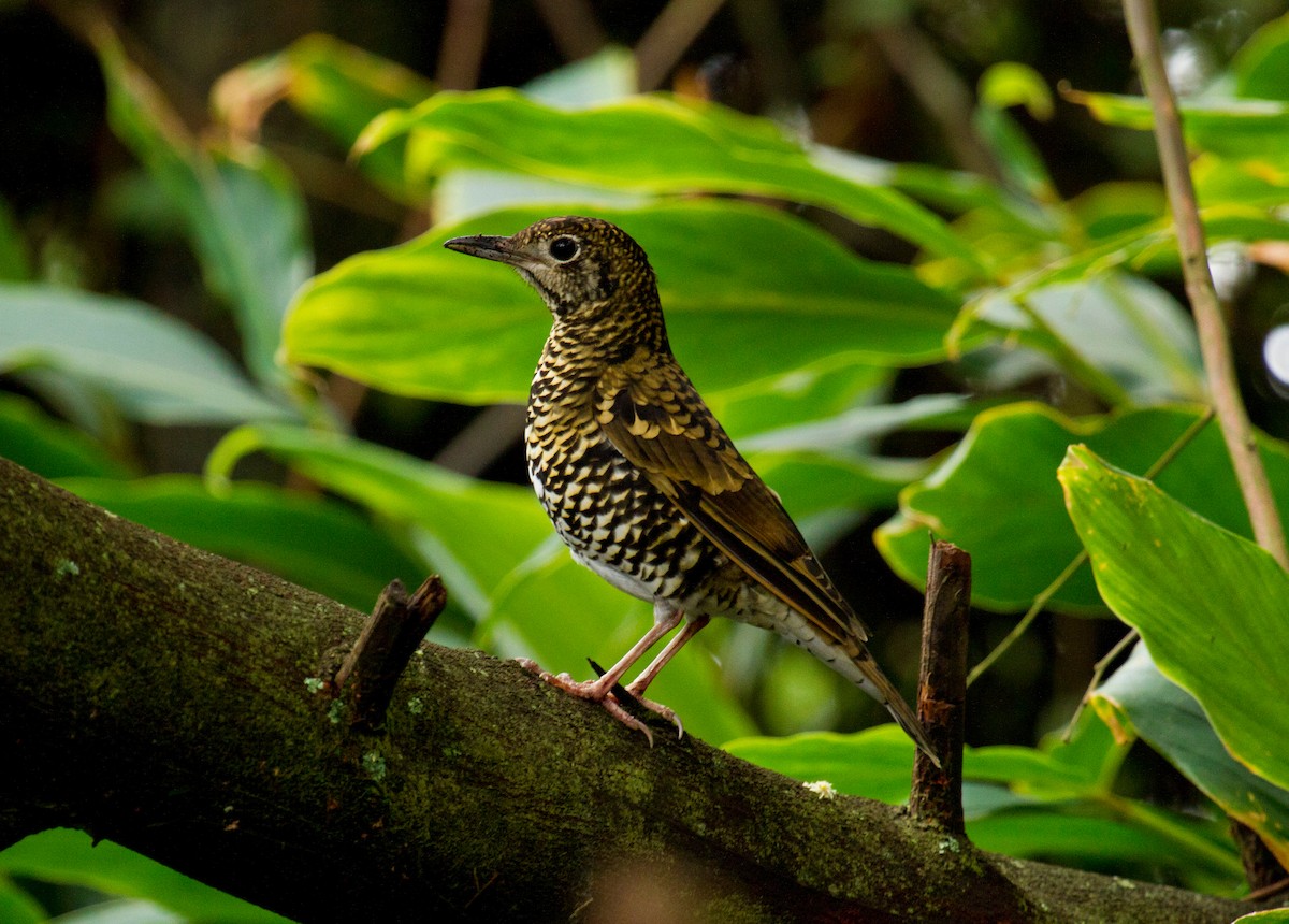 Scaly Thrush (Horsfield's) - ML646221714