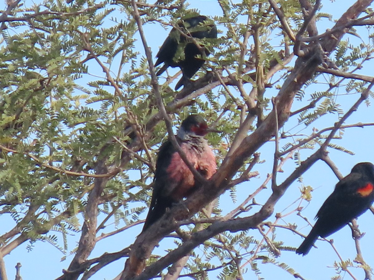 datel červenolící - ML646221715