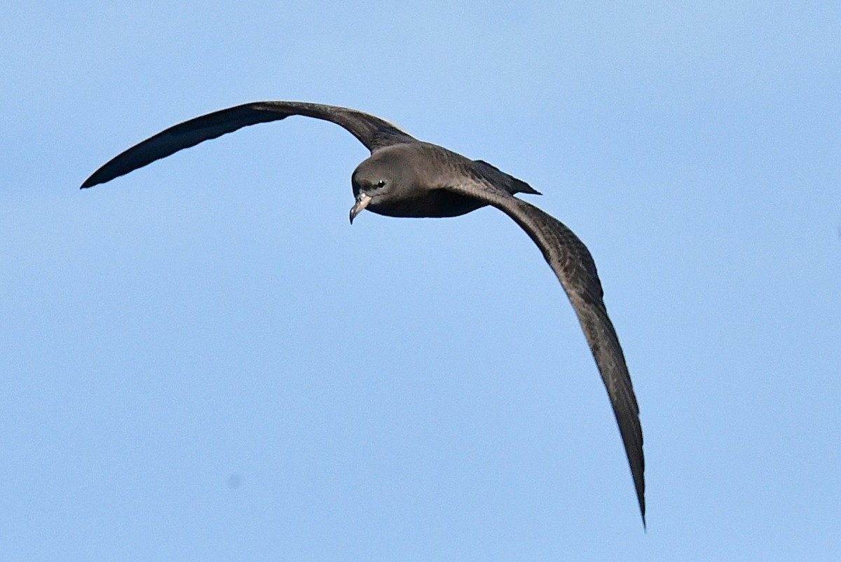 Flesh-footed Shearwater - ML646221716