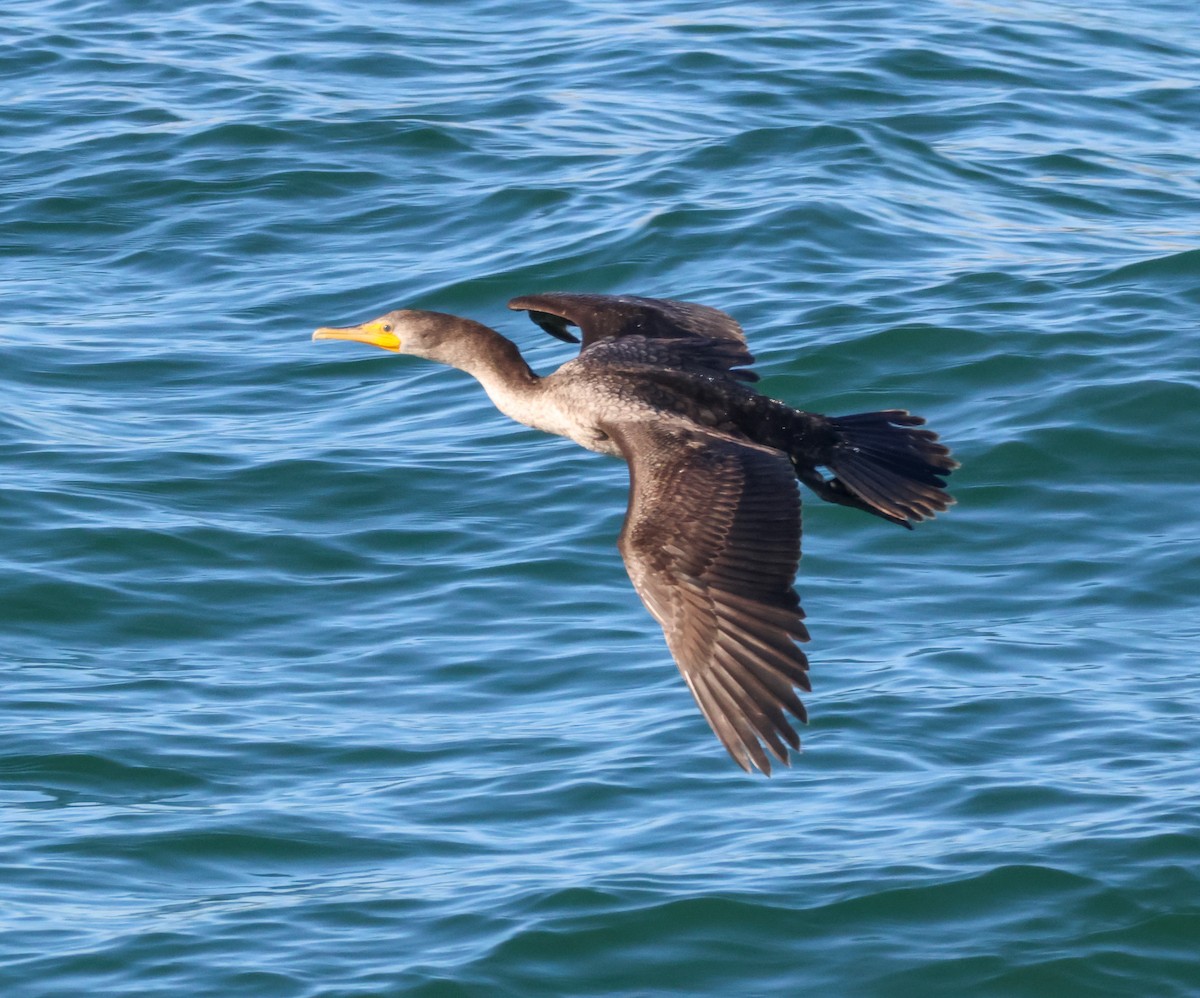 Double-crested Cormorant - ML646221717