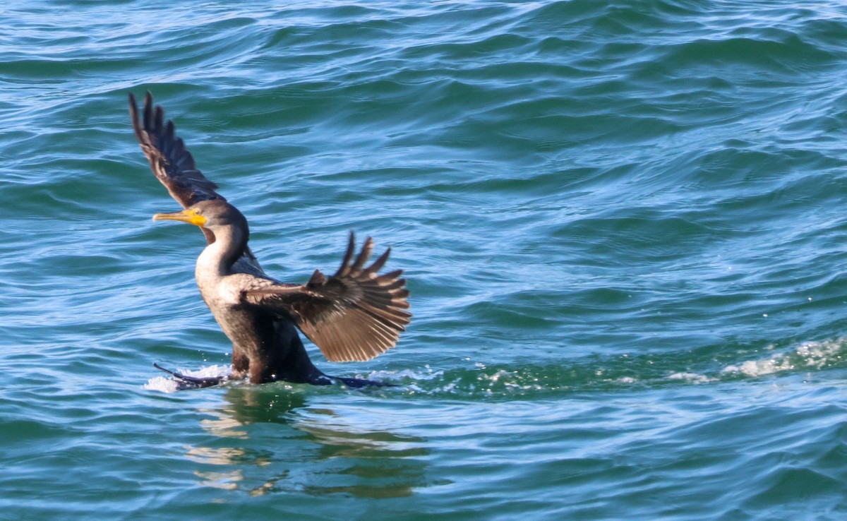 Double-crested Cormorant - ML646221718