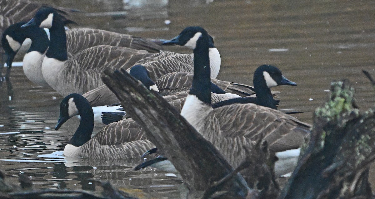 Oca canadese maggiore - ML646221719