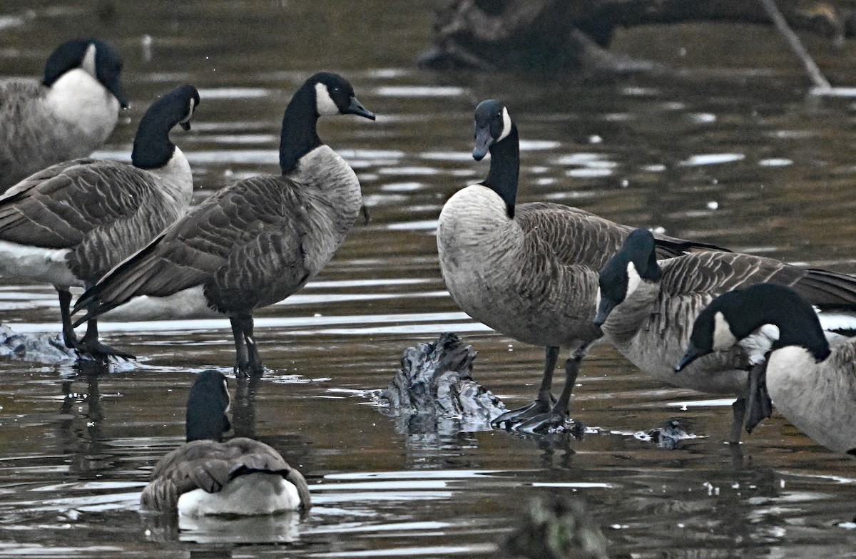 Oca canadese maggiore - ML646221720