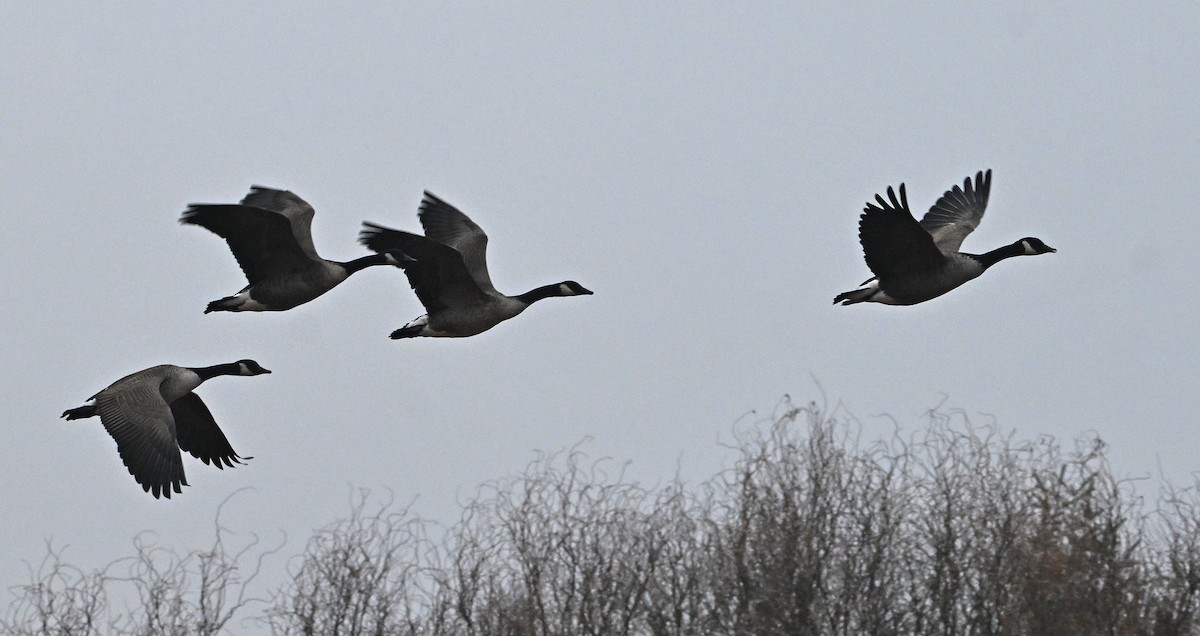 Oca canadese maggiore - ML646221721