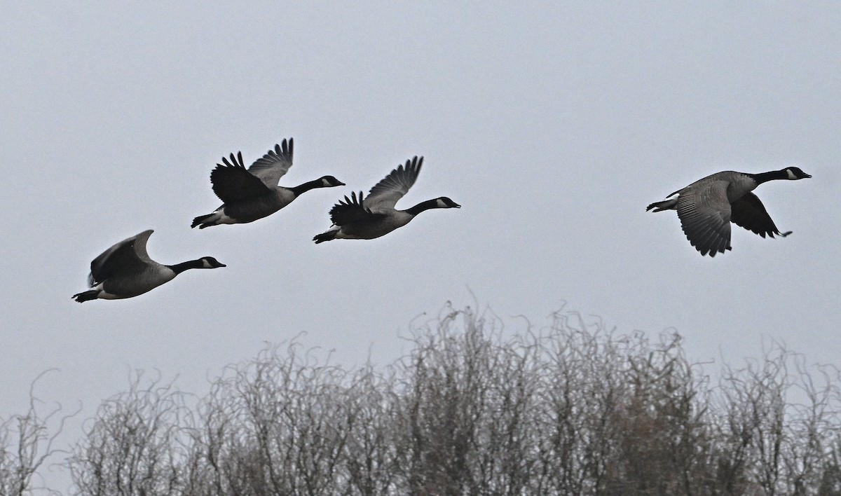 Oca canadese maggiore - ML646221722