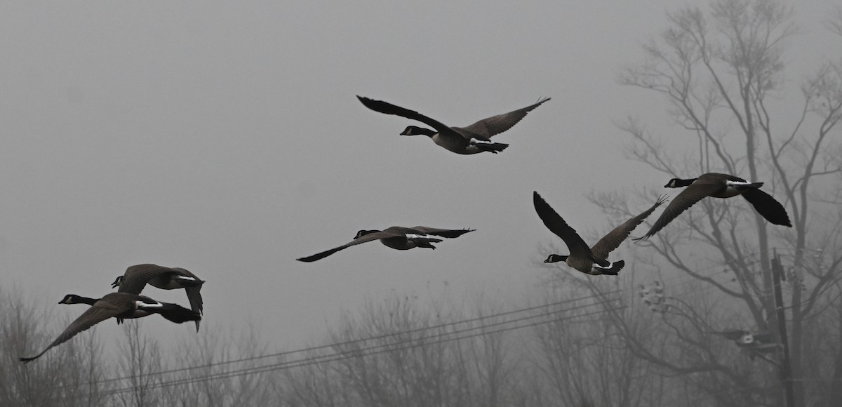 Oca canadese maggiore - ML646221723