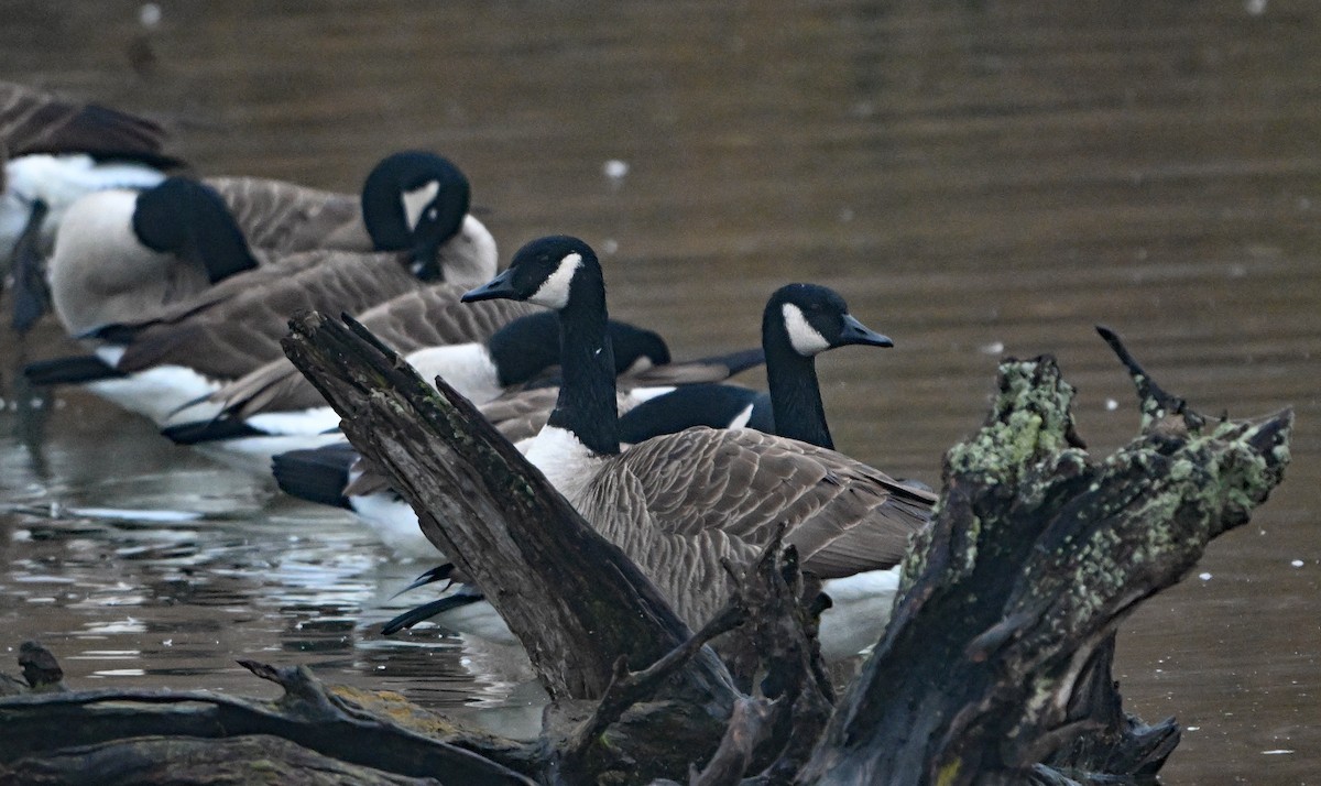 Canada Goose - ML646221725