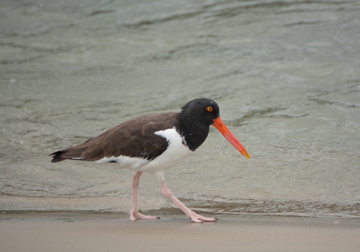 American Oystercatcher - ML646221727
