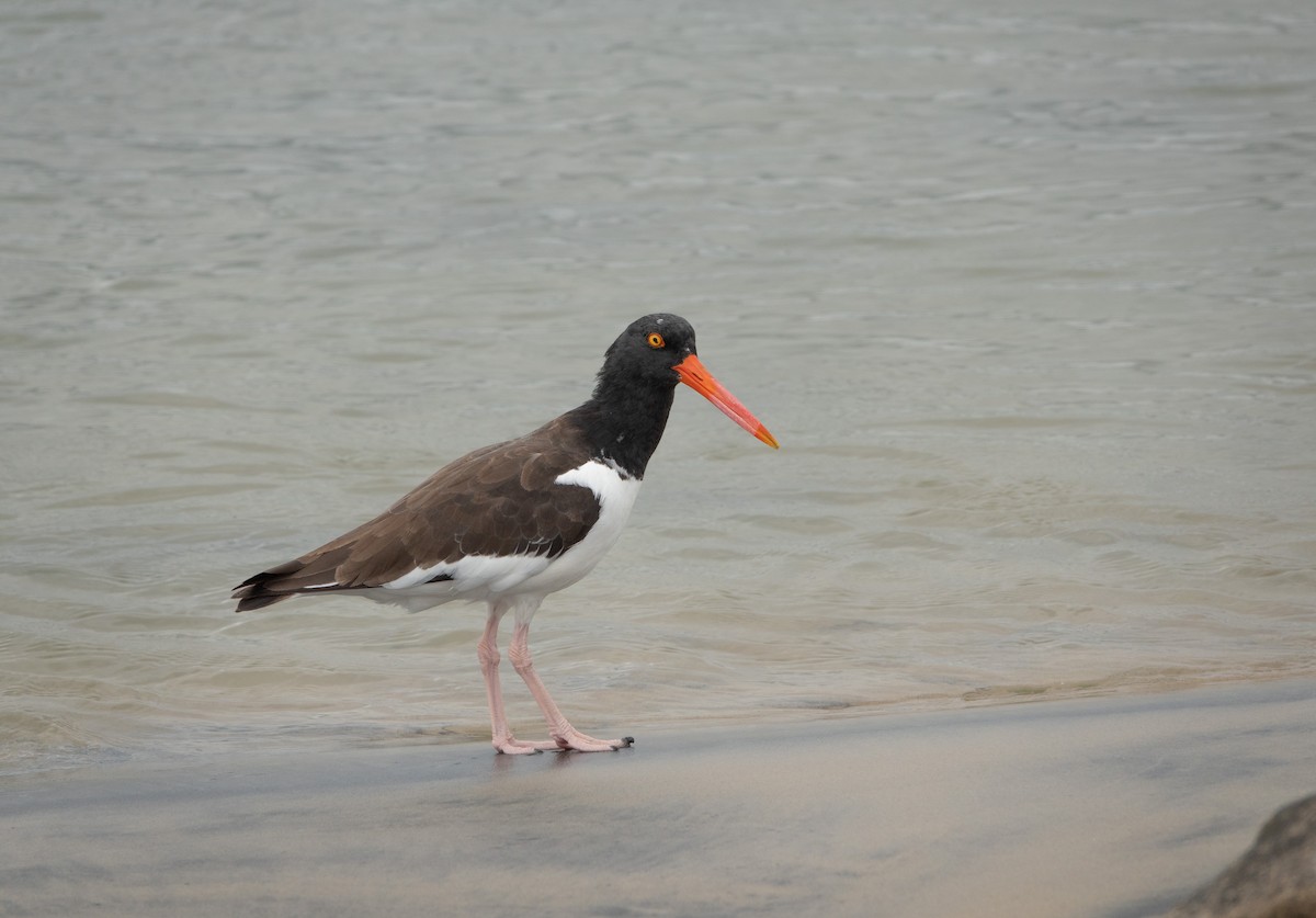 American Oystercatcher - ML646221728