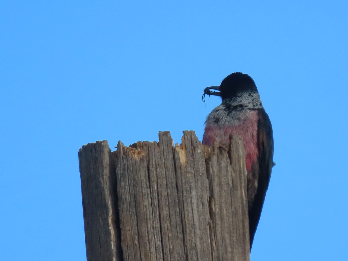 Lewis's Woodpecker - ML646221729