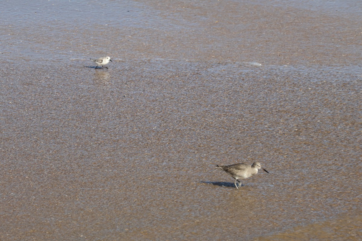 Piovanello tridattilo - ML646221734