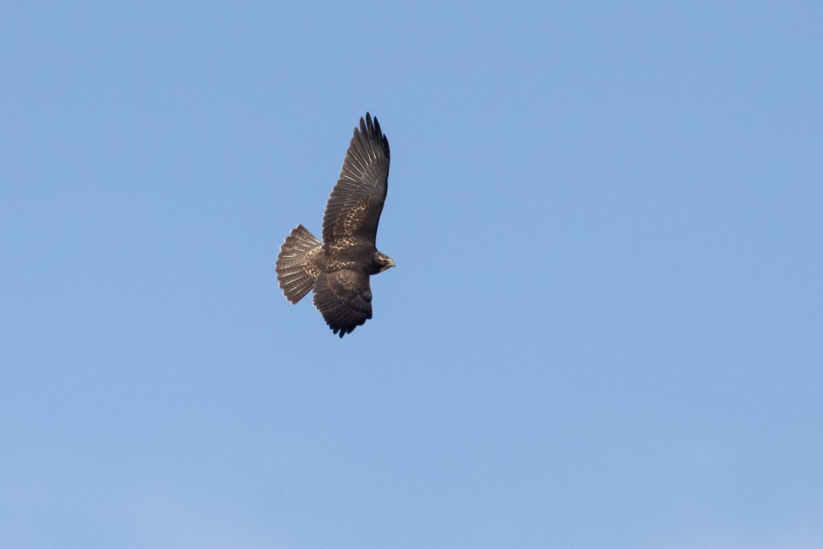 Swainson's Hawk - ML646221735