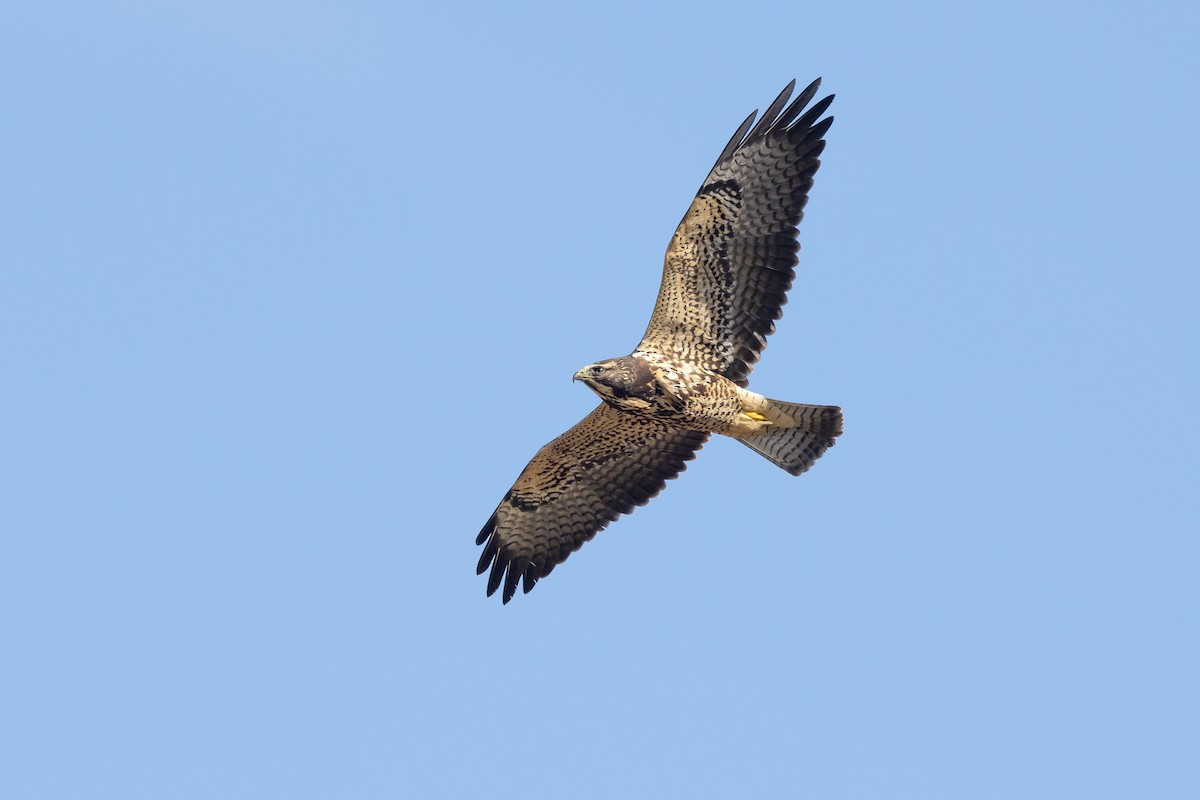 Swainson's Hawk - ML646221736