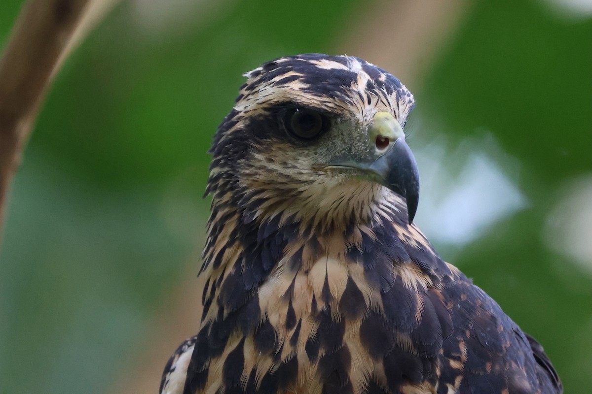 Great Black Hawk - ML646221737