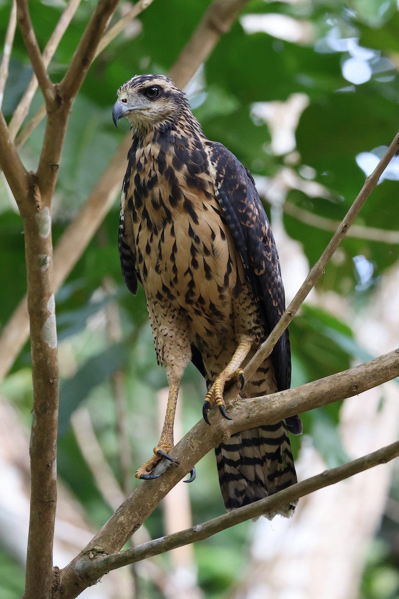 Great Black Hawk - ML646221738