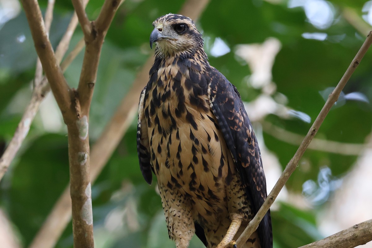 Great Black Hawk - ML646221739