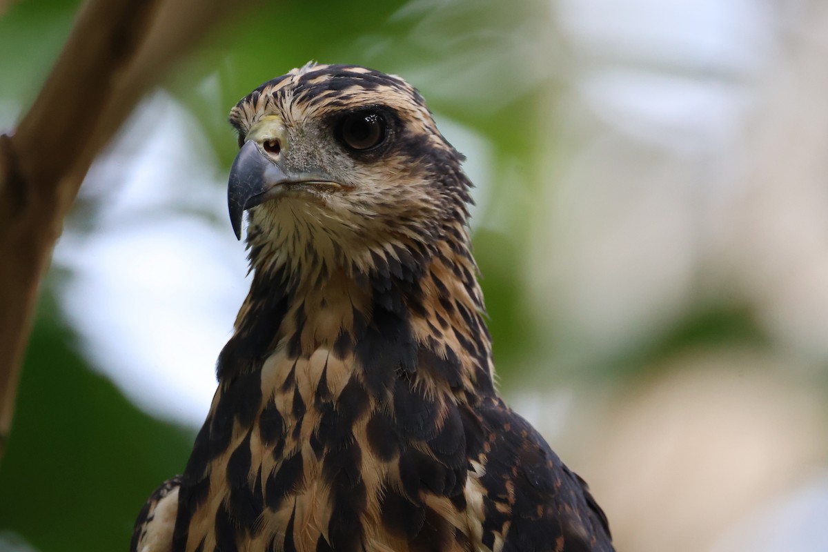 Great Black Hawk - ML646221740