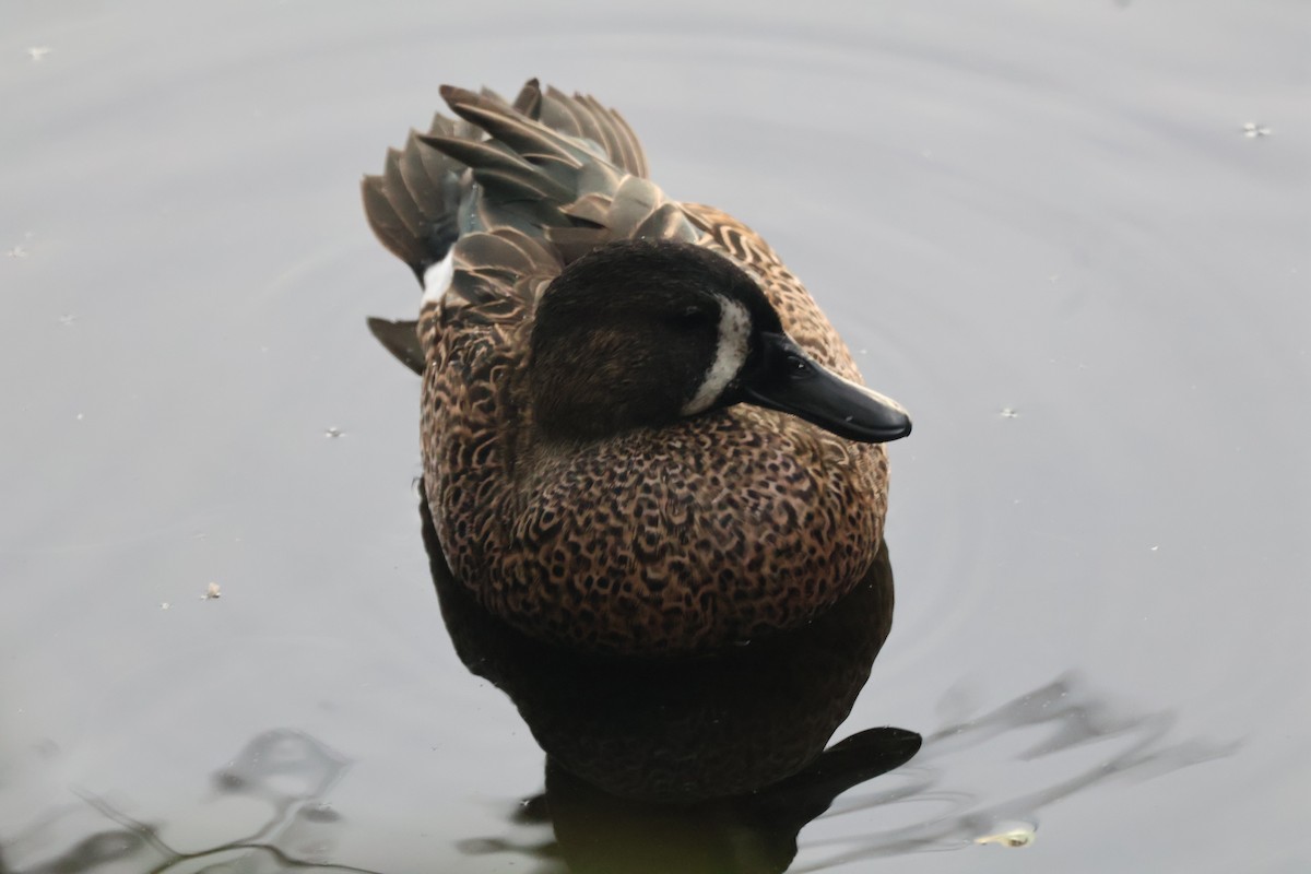 Marzaiola americana - ML646221741