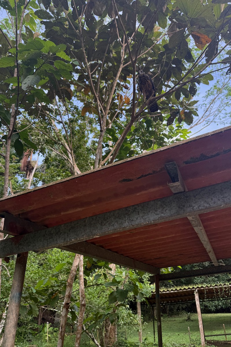 Great Black Hawk - ML646221742