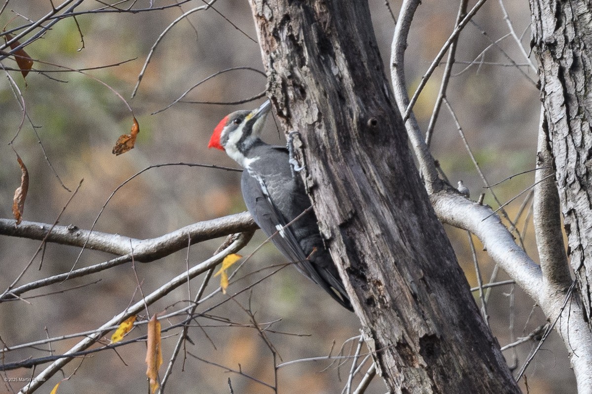 Pileated Woodpecker - ML646221743