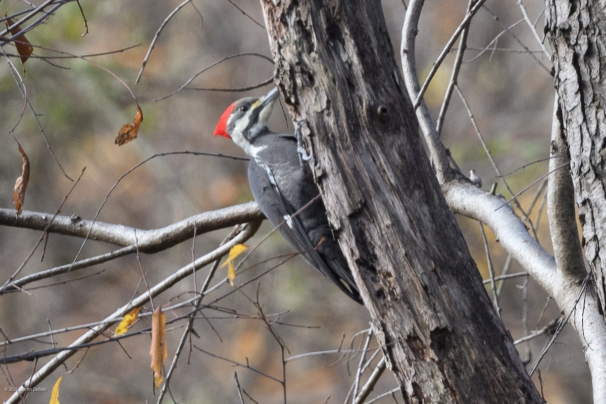 Pileated Woodpecker - ML646221744