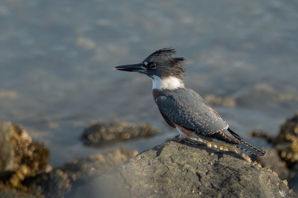 Belted Kingfisher - ML646221747