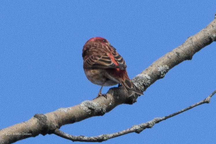 Purple Finch - ML646221748
