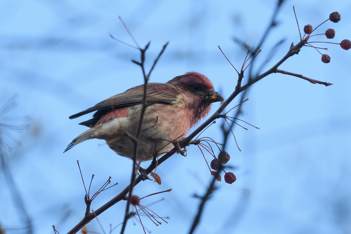 Purple Finch - ML646221749