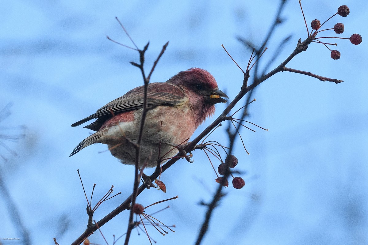Purple Finch - ML646221750