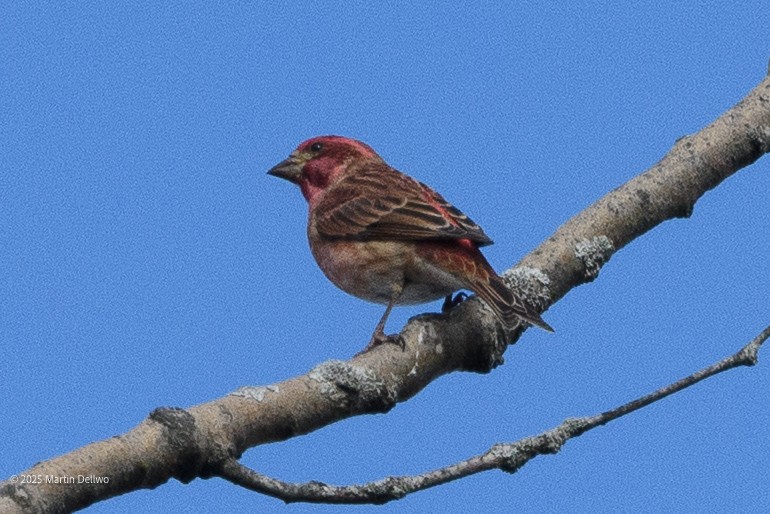 Purple Finch - ML646221751
